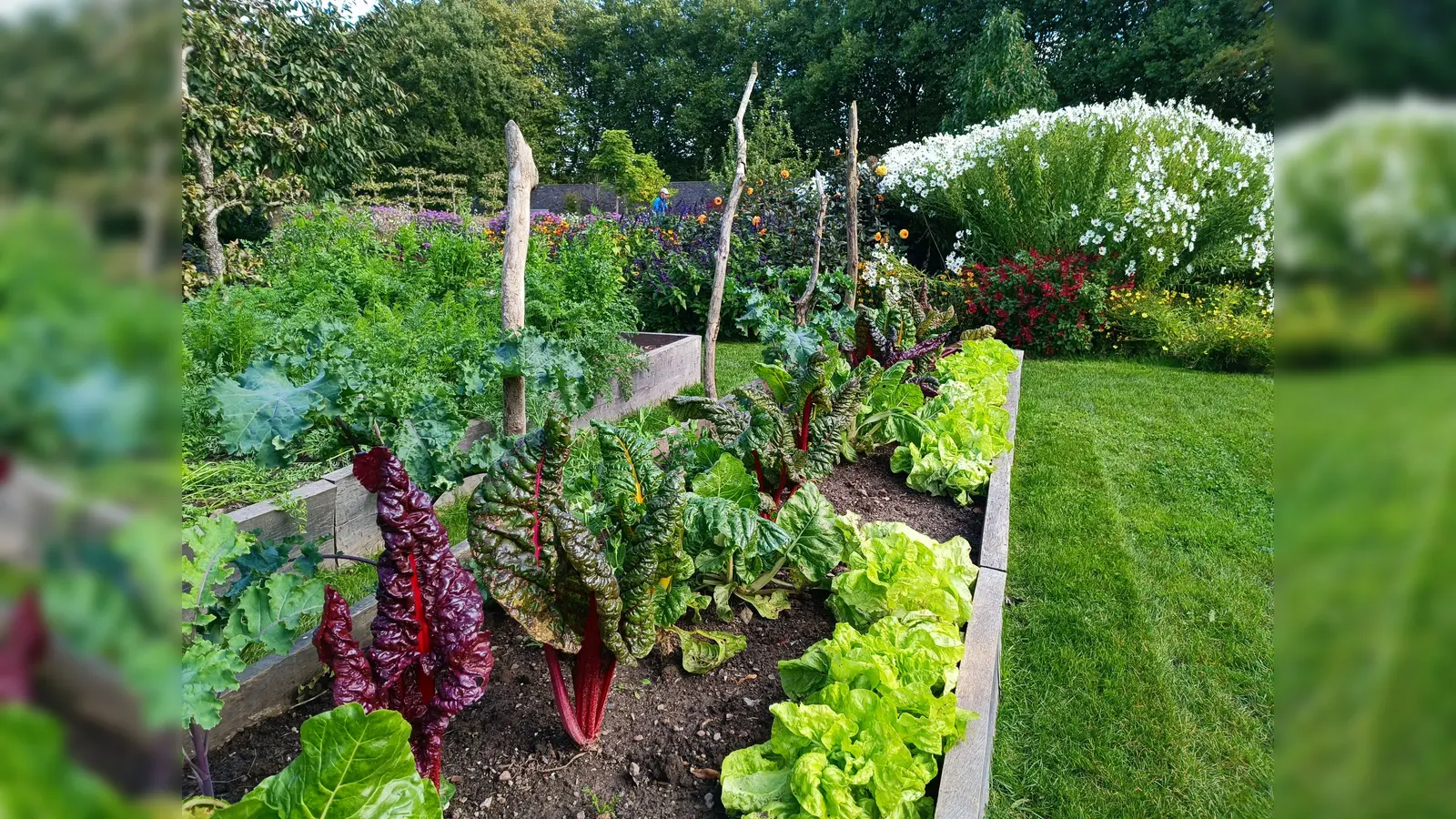 „Rainbow“ heißt die Mangoldsorte, deren leuchtende Stängel auch optisch was hermachen im Farbenkonzert des Corveyer Remtergartens. (Foto: Huxarium Gartenpark Höxter)