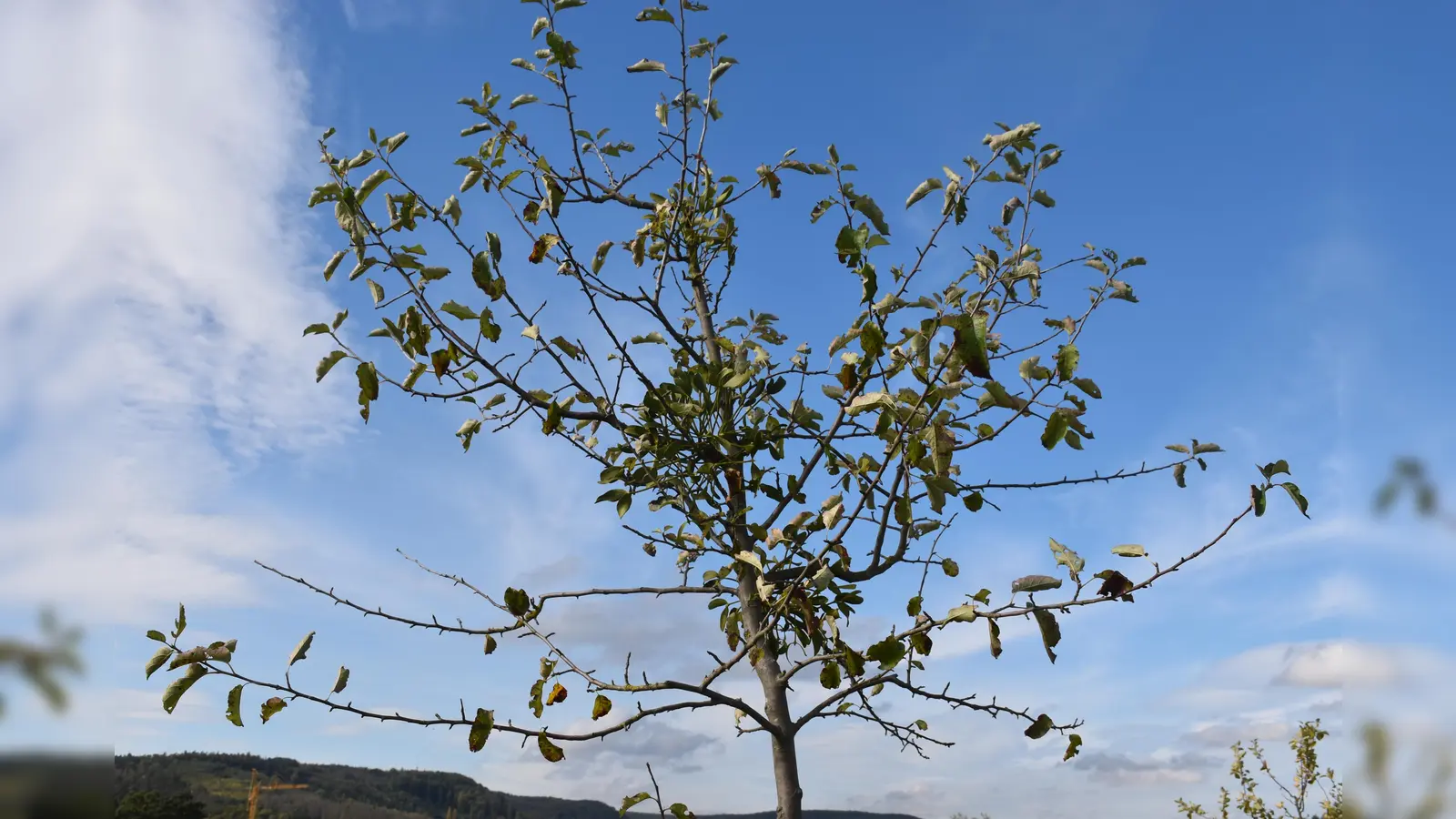 Besonders tragisch ist es, wenn schon neu gepflanzte Bäume befallen sind.  (Foto: Barbara Siebrecht)