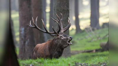 Wenn die Hirsche brunfen, hält der Wildpark Neuhaus stets seine Führungen ab. (Foto: NLF)