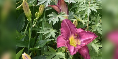 Die Sieger des Gartenwettbewerbs (Foto: Barbara Siebrecht)