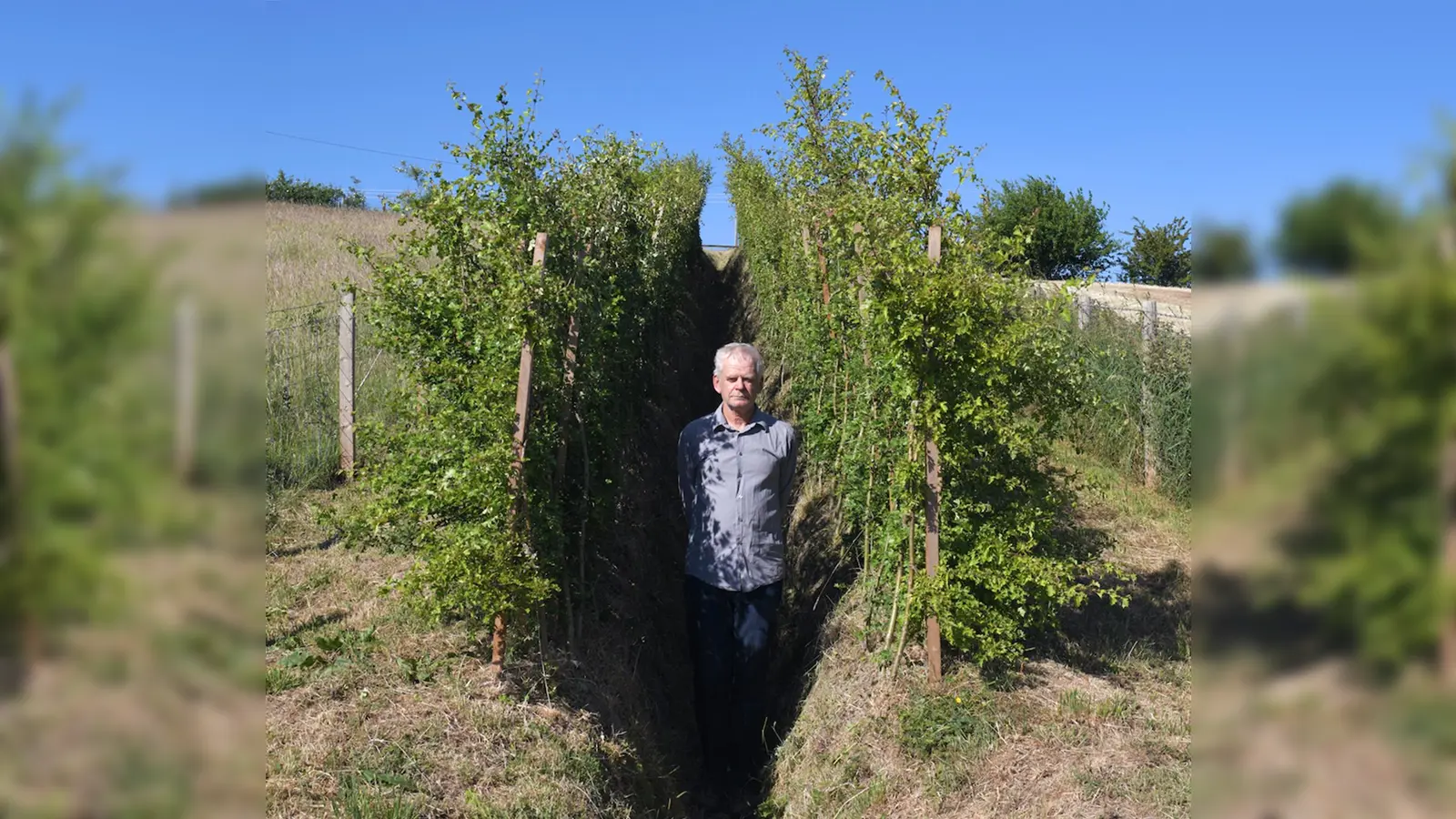 Andy Goldsworthy im Innern seiner in Schottland angelegten Versuchshecke. (Foto: privat)