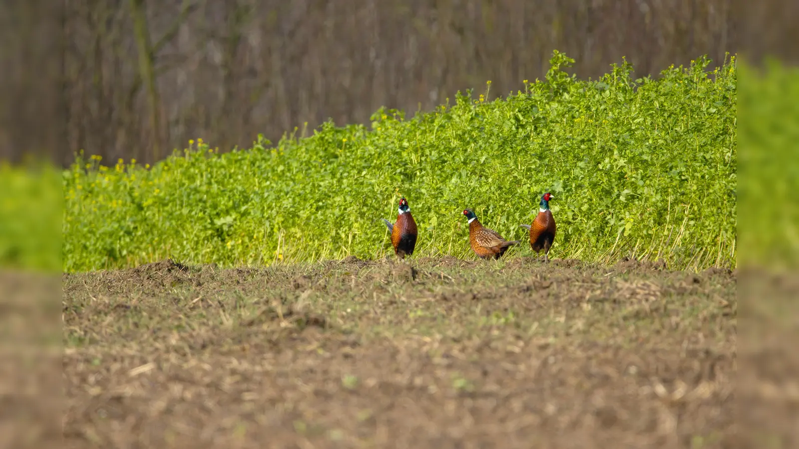 Fasane auf dem Felde. (Foto: Peter Gräßler)