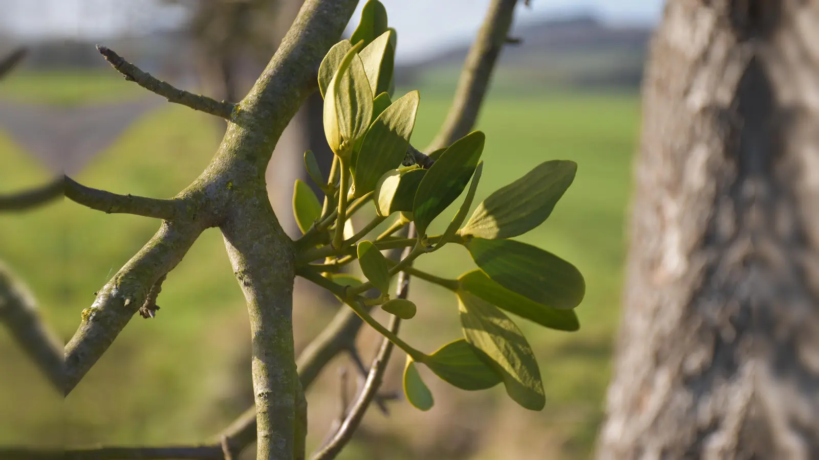 Diese junge Mistel wurzelt auf einem Apfelbaum. (Foto: Barbara Siebrecht)