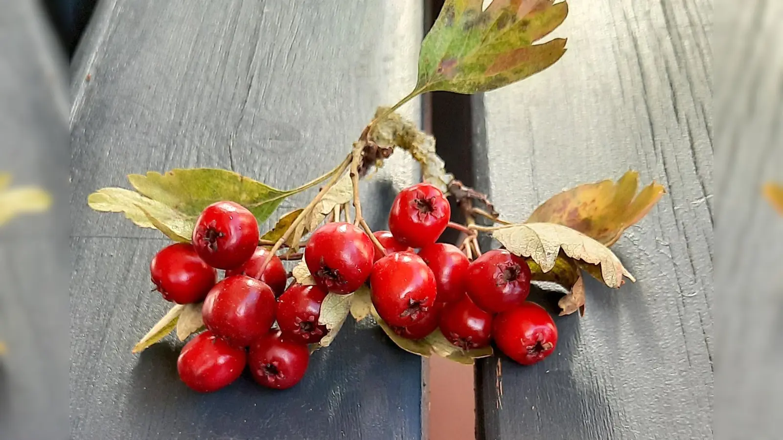 Der Weißdorn sieht nicht nur in Blüte gut aus, sondern er trägt auch wertvolle Früchte. (Foto: Annette Cabron)