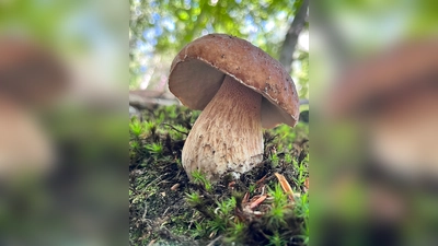 Für viele Pilzsammlerinnen und -sammler ist er das Objekt der Begierde: der Steinpilz. (Foto: Nannette Sicke-Hemkes)