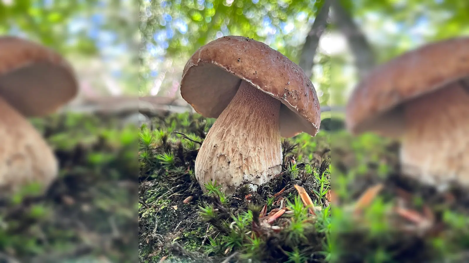 Für viele Pilzsammlerinnen und -sammler ist er das Objekt der Begierde: der Steinpilz. (Foto: Nannette Sicke-Hemkes)