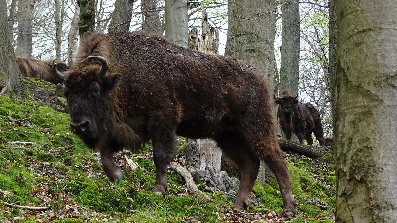 Neujahrswanderung durch den Wald der Wisente.<br><br>  (Foto: Preller)